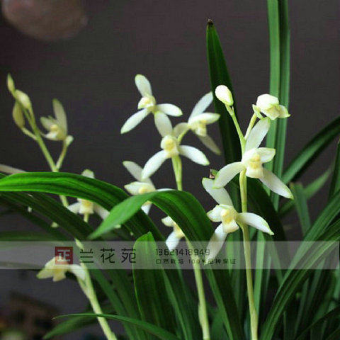 无花特壮苗 青山玉泉 建兰苗铭品 四季兰苗素心 白花极清香