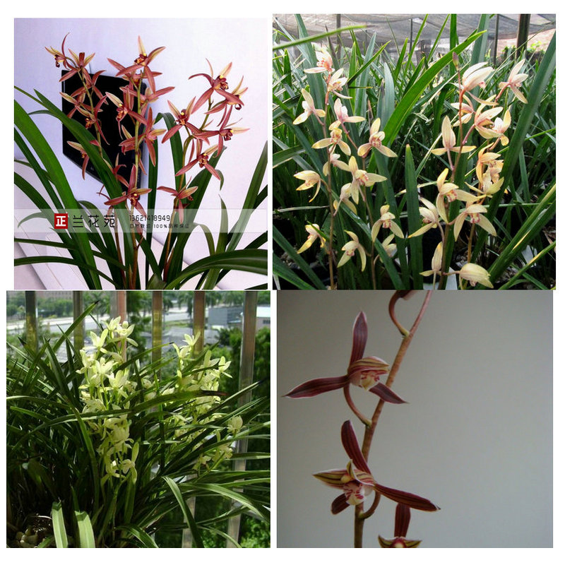 四季花期新手非常好养花香清新