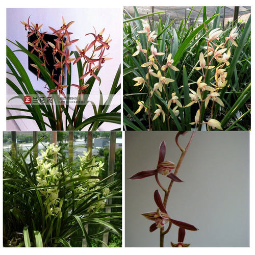 四季花期新手非常好养花香清新