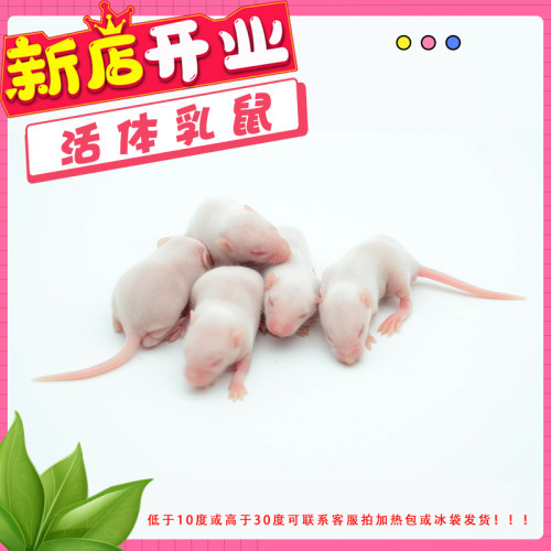 活体小白鼠睁眼跳跳亚成体爬宠角蛙饲料喂宠物猫粮龟食物守宫辅食