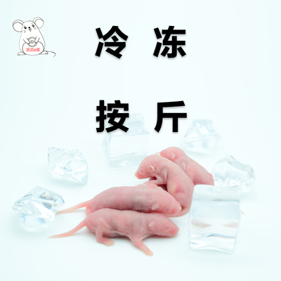 冰冻乳鼠红皮粉皮白霜亚成体无菌喂玉米角蛙小白鼠宠物爬宠实物