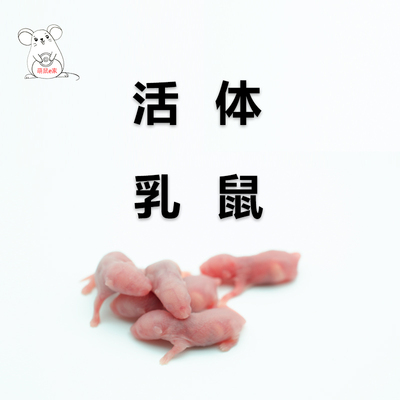 无菌活体小白鼠乳鼠开口料红粉皮白霜爬宠角蛙饲龟龙鱼料猫粮包邮