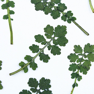 白屈菜植物标本干花压花叶片押花沙龙手工diy书签台灯蜡烛树叶画