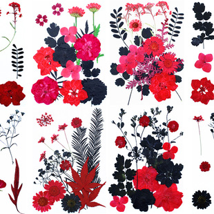 干花组合黑红压花 植物标本 亚马逊热卖跨境Pressed Flower花