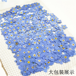 勿忘我 勿忘草干花 压花手机壳 植物标本 押花书签 脸部装饰干花