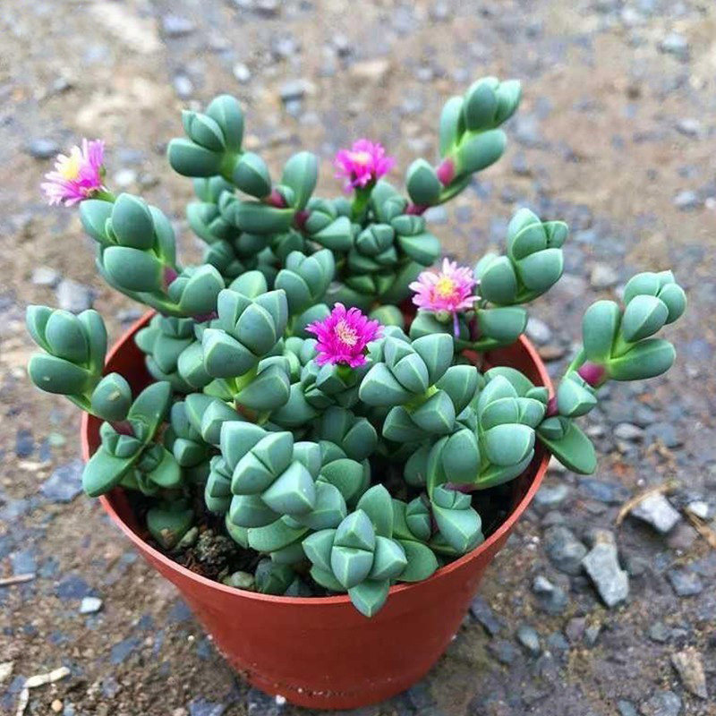 多肉鹿角海棠木质化老桩大冠幅肉肉群生多头绿植盆栽阳台好养活