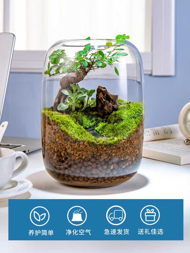 【生命之树】创意桌面苔藓微景观成品盆景好养鲜活绿植生态瓶盆栽