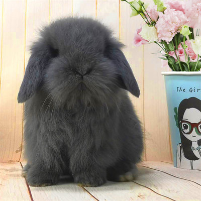 兔子活物垂耳兔活体长不大茶杯兔