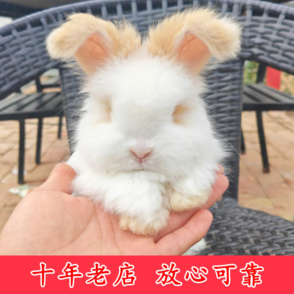 安哥拉兔活体兔子活物英系网红宠物德系大毛量赛级巨型安格拉