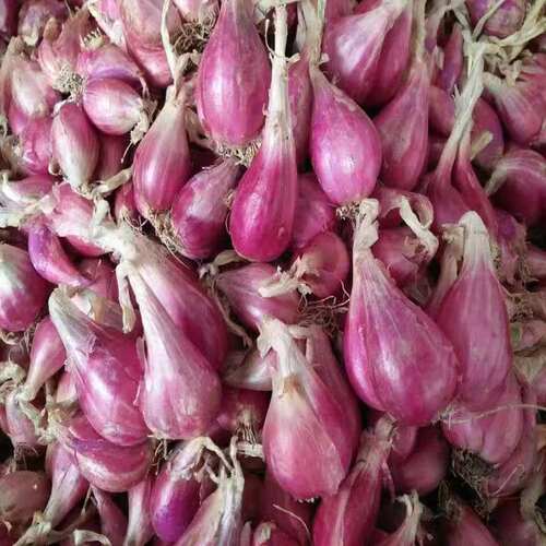正宗云南红葱头小葱黄葱火葱味香葱干可熬油火葱头葱种可种批发