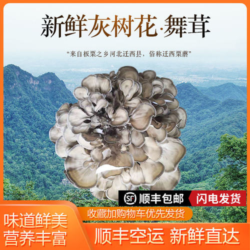 新鲜舞茸迁西栗蘑3斤湿灰树花千佛菌蘑菇唐山市特产顺丰包邮 - 封面