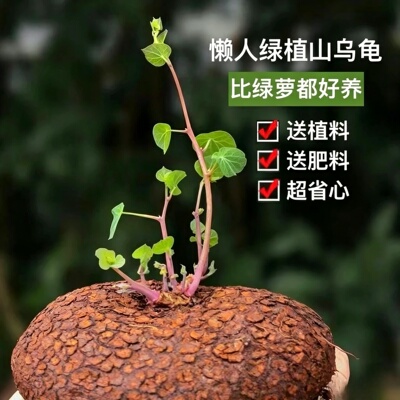 送土送肥 云南山乌龟爬藤植物金不换红藤绿藤块根室内可水培