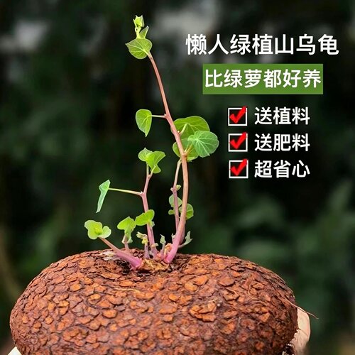 送土送肥 云南山乌龟爬藤植物金不换红藤绿藤块根室内可水培