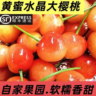 辽宁大连黄蜜水晶樱桃新鲜孕妇水果黄金车厘子现摘顺丰现发雷尼尔