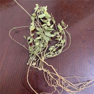 中药材瓜子金野生瓜子金中草药来马回勒马回