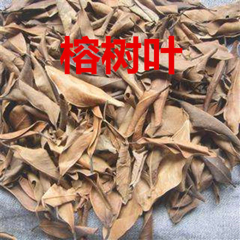 中药材榕树叶小榕叶小叶榕干榕树叶子落地金钱正品包邮