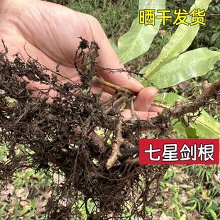 七星剑根晒干发货 酒瓶草根 七星草根另售七星剑叶