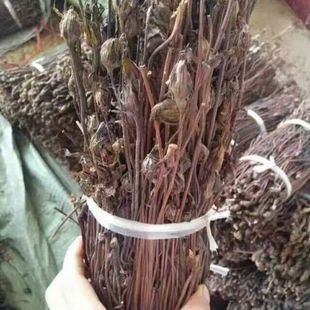 官真花 芦苇花 当季野菰 蛇箭草 白茅花土灵芝草蔗寄生金锁匙