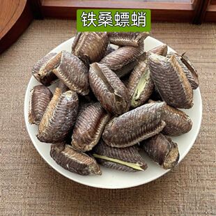 铁桑螵蛸当季桑蛸铁蛸螳螂子刀螂籽螳螂蛋