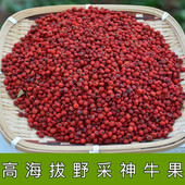 神牛果 中越边境高海拔高野采神牛果