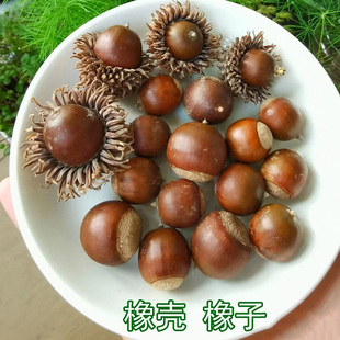 天然橡果 栗栎果实 橡子果壳 野橡果帽 手工饰品 DIY装饰材料