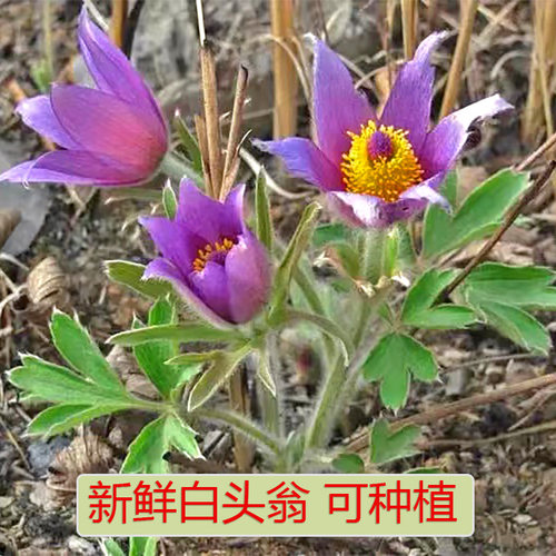 新鲜白头翁观赏花卉盆栽庭院