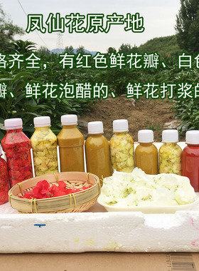 新鲜凤仙花瓣 指甲花干花鲜花泡醋染甲可打粉纯植物染甲种苗 包邮