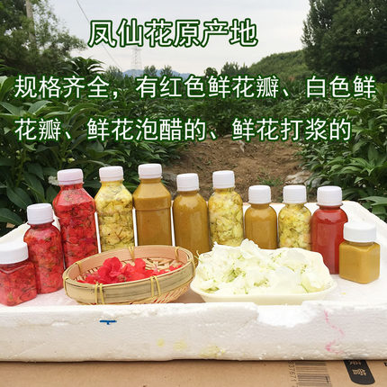 新鲜凤仙花瓣 指甲花干花鲜花泡醋染甲可打粉纯植物染甲种苗 包邮