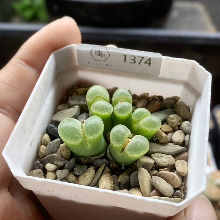 清棚特价一件包邮1374