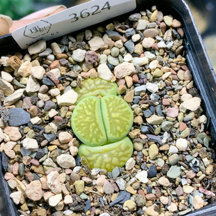 3624绿菊三年一物一拍生石花肉锥多肉植物35 4.25更新 包邮