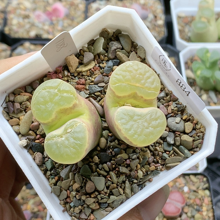 清棚特价一件包邮884磁铁1788,鲜花速递/花卉仿真/绿植园艺,多肉植物,淘宝优惠券,粉丝福利购,淘宝优惠卷