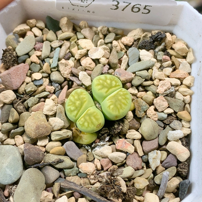 3765双头绿菊一物一拍生石花肉锥35包邮