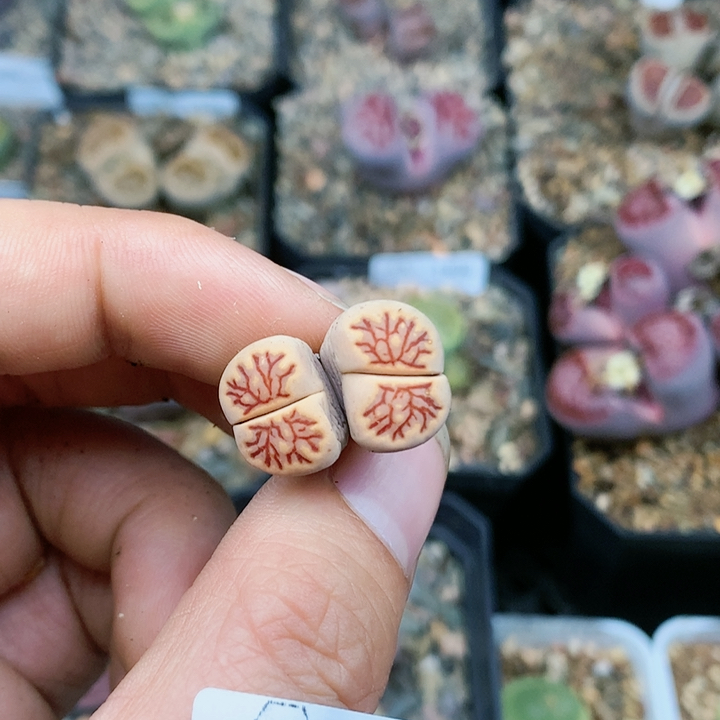 清棚特价一件包邮1519