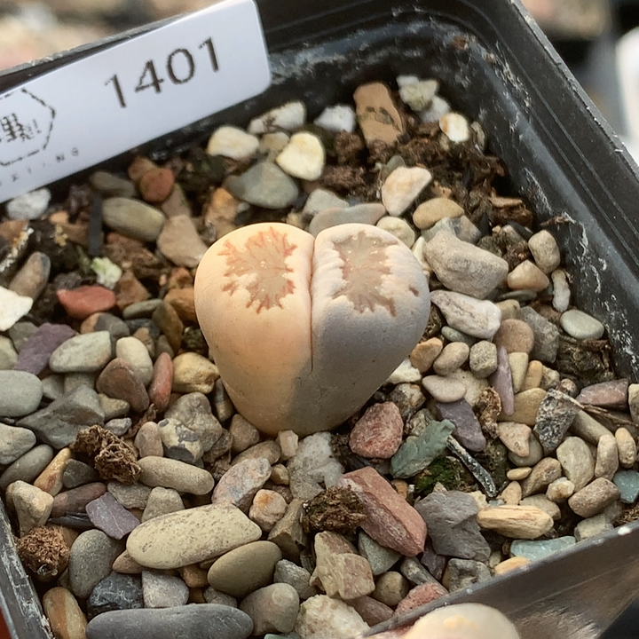 清棚特价一件包邮1401