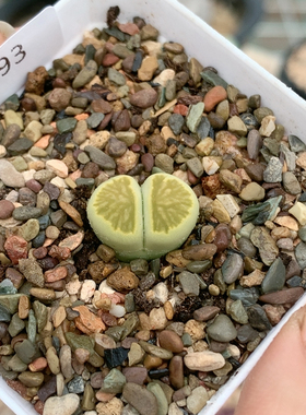 4193绿菊一物一拍生石花肉锥35包邮4.12