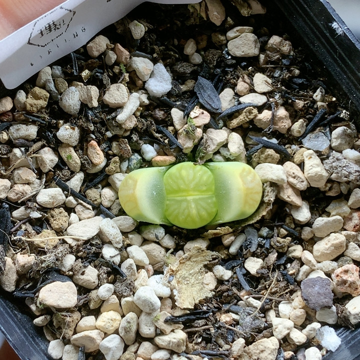 清棚特价一件包邮991,鲜花速递/花卉仿真/绿植园艺,多肉植物,淘宝优惠券,粉丝福利购,淘宝优惠卷