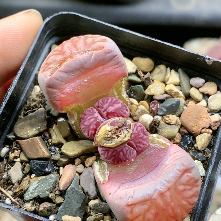 清棚特价一件包邮803紫菊母本,鲜花速递/花卉仿真/绿植园艺,多肉植物,淘宝优惠券,粉丝福利购,淘宝优惠卷