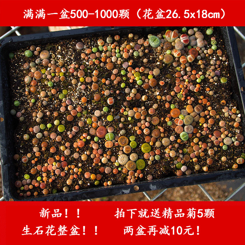 石生花植物价格 石生花植物图片 星期三