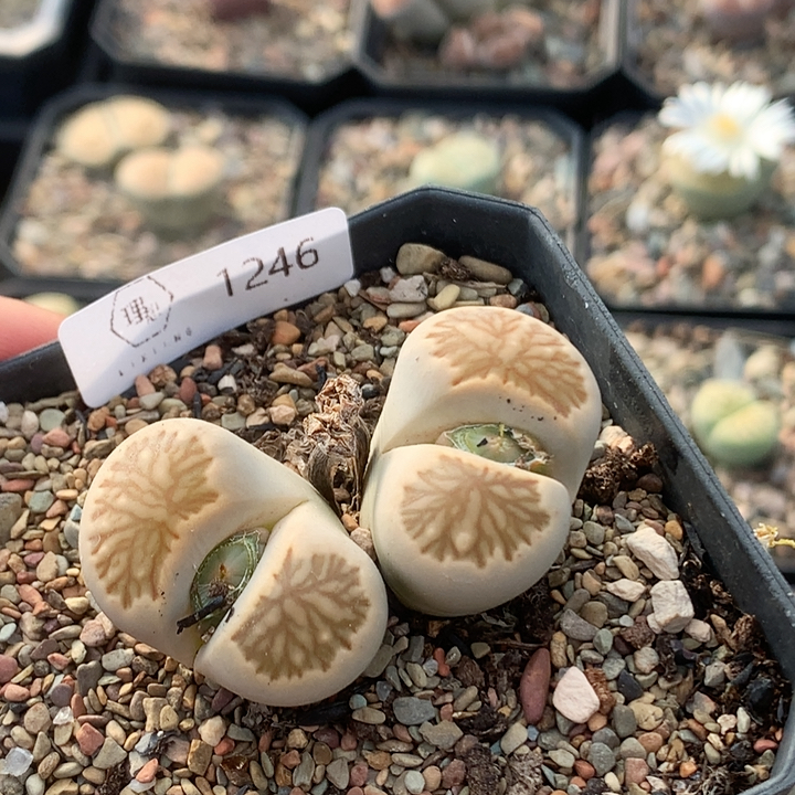 清棚特价一件包邮1246