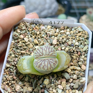 4177绿体红纹菊一物一拍生石花肉锥35包邮4.12