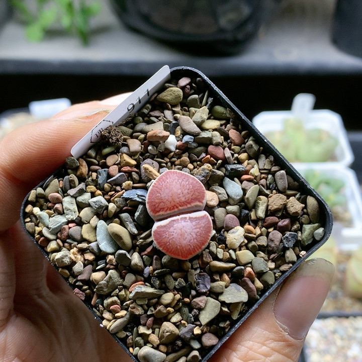 清棚特价一件包邮911,鲜花速递/花卉仿真/绿植园艺,多肉植物,淘宝优惠券,粉丝福利购,淘宝优惠卷