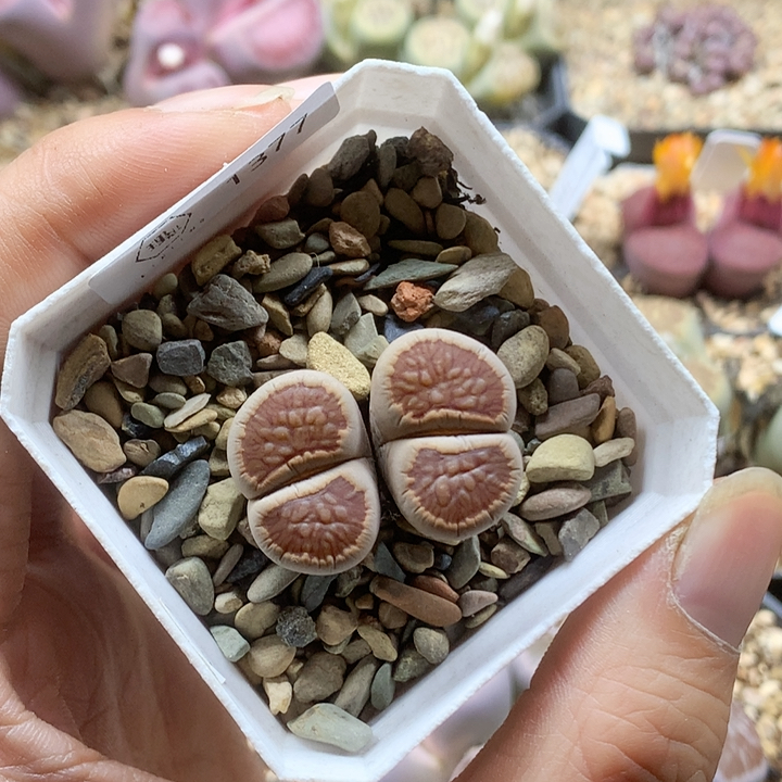 清棚特价一件包邮1377