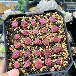 4239阿克塞尔玫瑰一物一拍生石花肉锥35包邮4.12