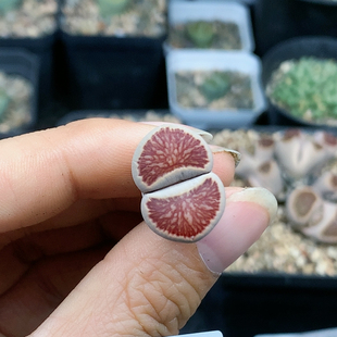 1800 包邮 清棚特价 一件