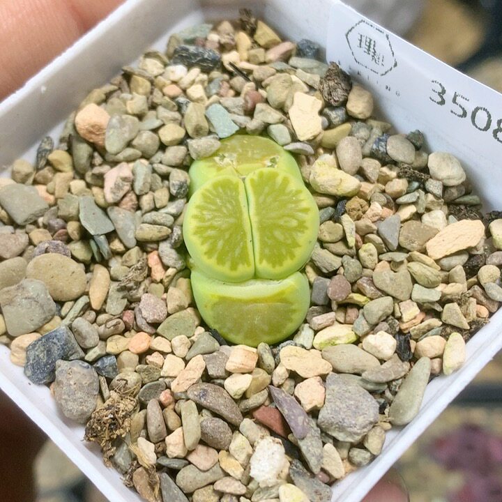 3508绿菊三年生石花肉锥一物一拍多肉35包邮