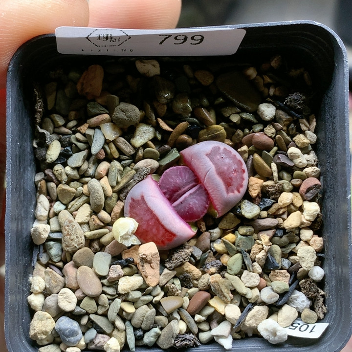 清棚特价一件包邮799,鲜花速递/花卉仿真/绿植园艺,多肉植物,淘宝优惠券,粉丝福利购,淘宝优惠卷