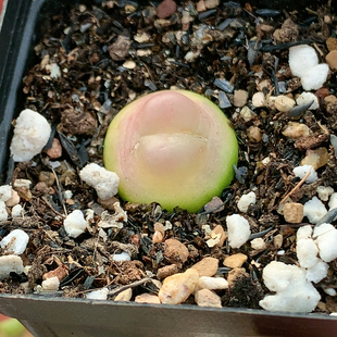 清棚特价一件包邮1631拉登1.7