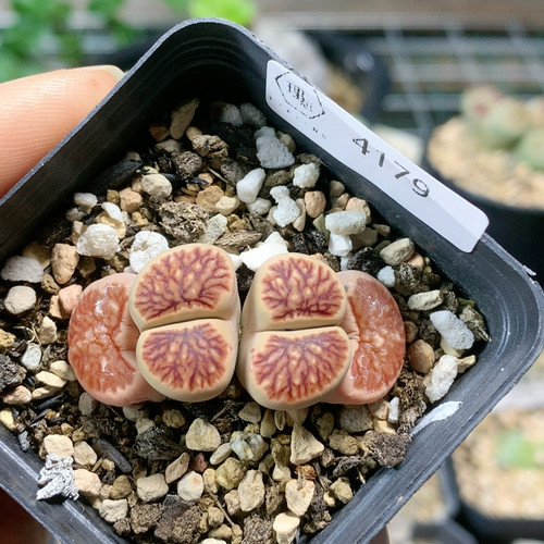 4179红窗菊一物一拍生石花肉锥35包邮4.12