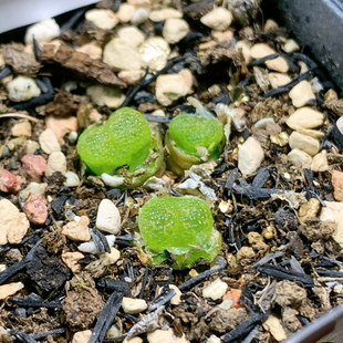 3630泡泡勋章一物一拍生石花肉锥多肉植物35 4.25更新 包邮