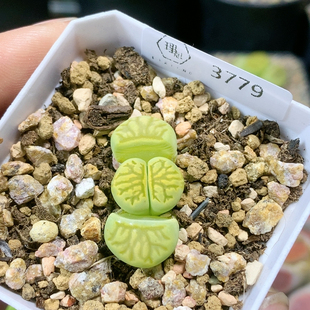 3779绿菊化石一物一拍生石花肉锥35 包邮